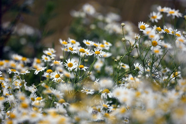 Chamomile Calms, Soothes and Heals