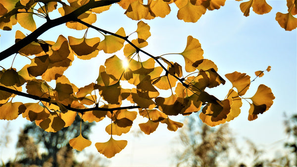 Ginkgo Biloba: Why Should We Pay Attention to It?