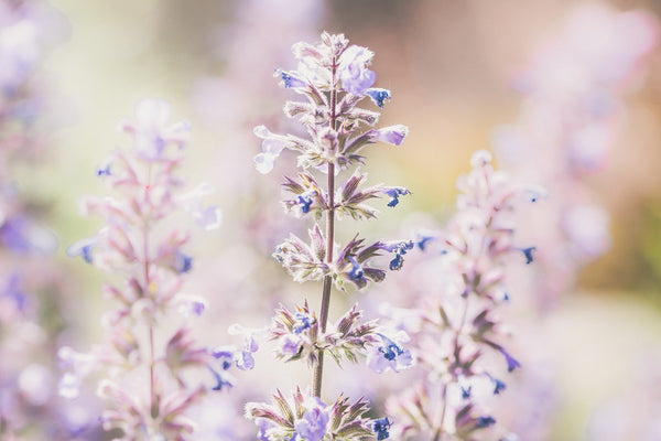 Sleep better, stress less: the power of lavender