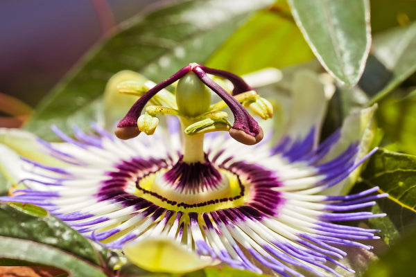 What's this Passion Flower All About?