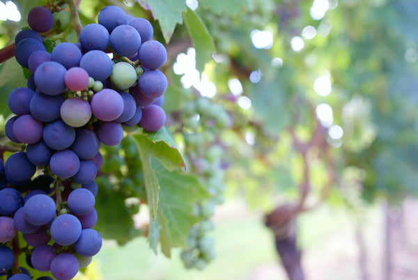 Enjoy the Health Benefits of Grape Seed